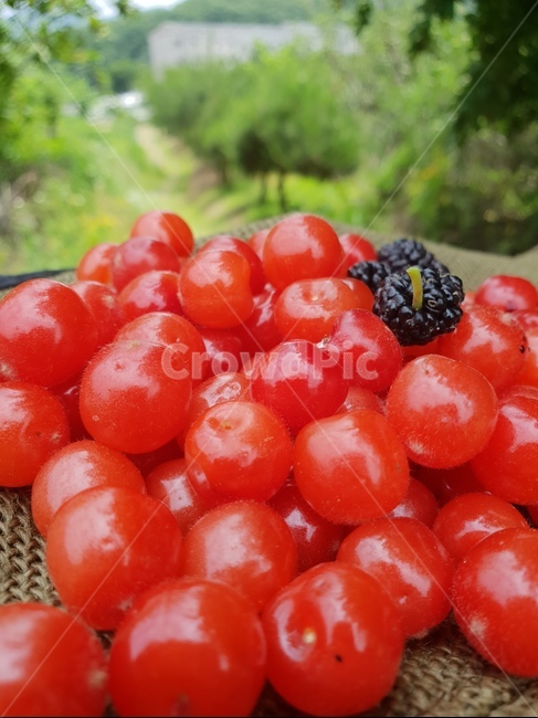 앵두,베리,6월,빨간맛,더운날,과일,열매,fruit