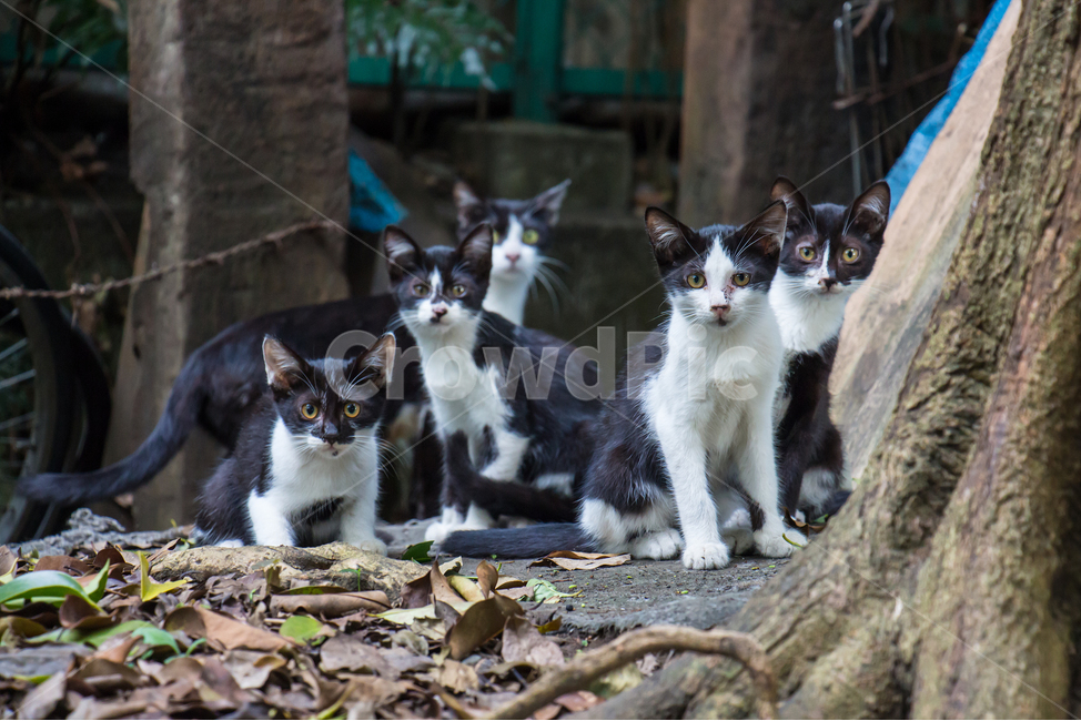 animal,동물,pet,cat,고양이,mammal,포유류,카와사키,kawasaki,猫,대가족,가족,familly,얼룩무늬,동물,animal,포유류,mammal,고양이,cat,kitten,kitty
