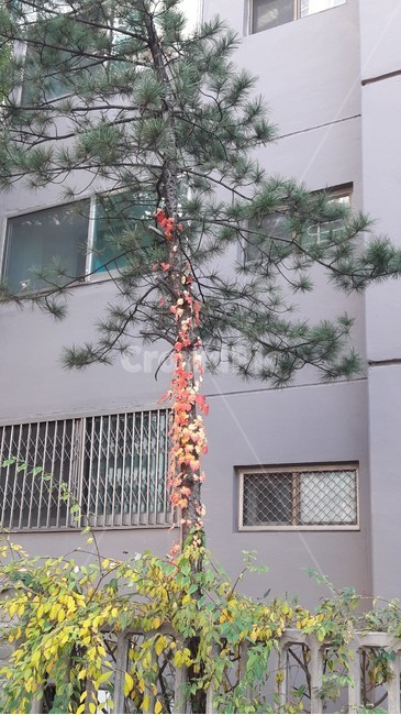 소나무담쟁이,담쟁이덩쿨,가을담쟁이,단풍담쟁이,담쟁이
