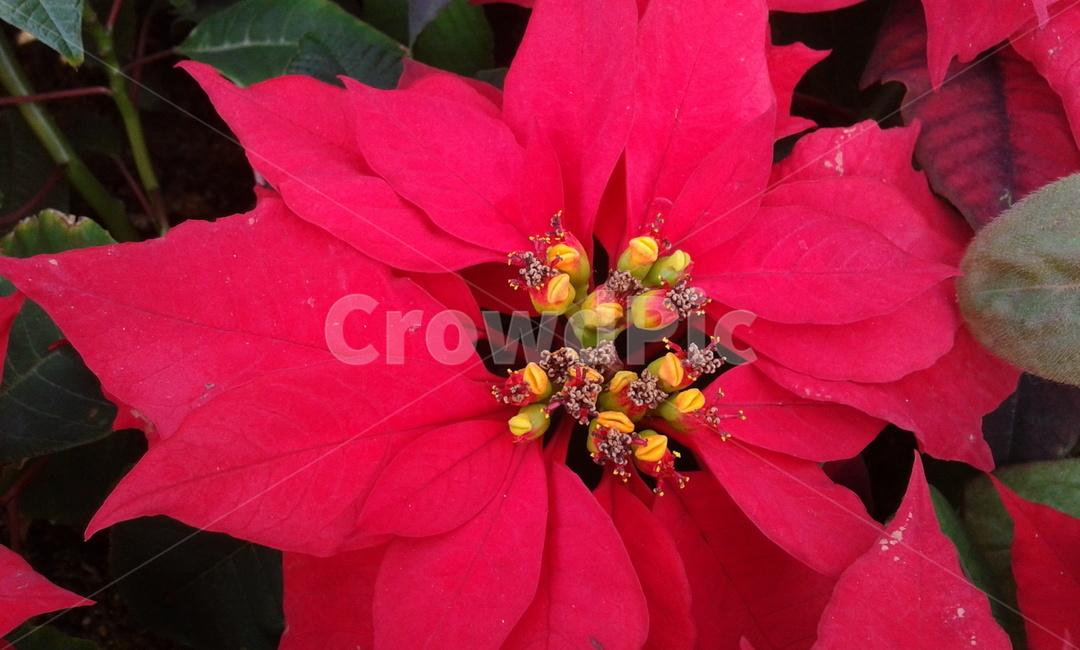 plant,식물,blossom,꽃,flower,red,식물,자연,plants,nature