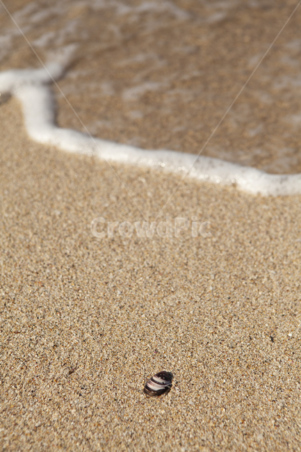 바다,조개,파도,흙,water,해변,바다,beach,sea