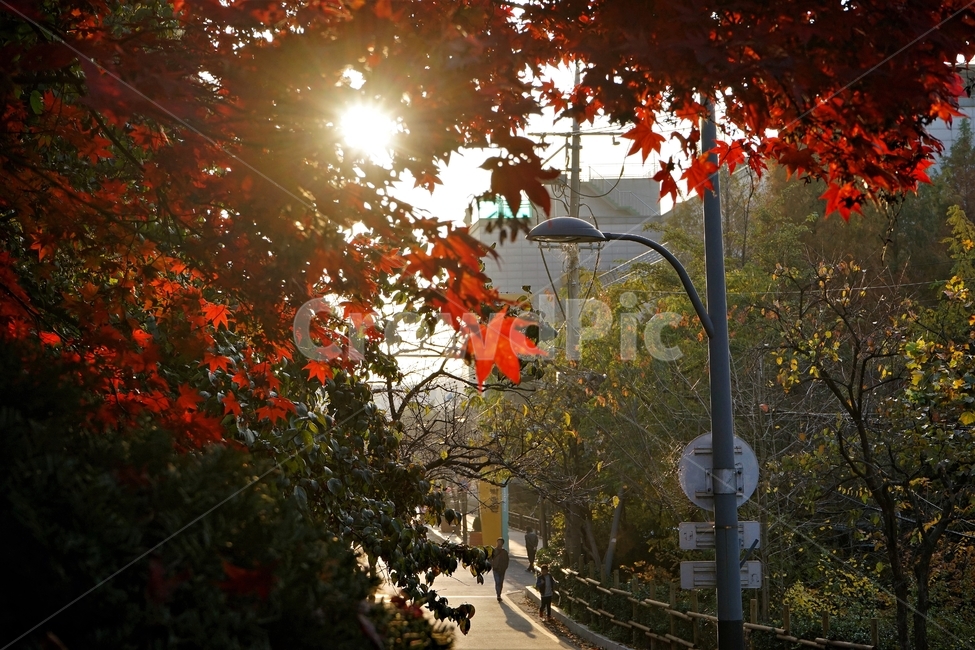 가을,단풍,단풍나무,화려함,가을풍경,autumn,fall,autumnleaves,plant,nature,계절,나무,븕은색,maple,red,season,colorful,느낌,감성,trees,branches,울긋불긋,자연단풍,붉은색,햇빛,햇살,가을,계절,fall,autumn,season,사람들,대중,군중,other people,crowd,leaf,잎,식물,tree
