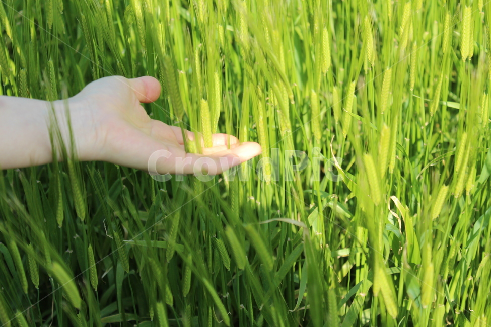 보리밭,청보리,보리,가파도,봄,초록색,파릇파릇,새싹,청보리밭,맑음,plant,식물,vegetation,초목,grass,잔디,nature,자연,field,들,옥외,outdoors,목초지,grassland,greenbarley,barley,barleyfield,green