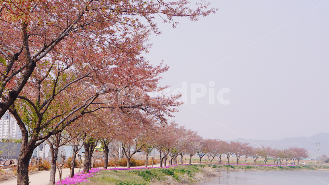 plant,cherryblossom,식물,flower,꽃
