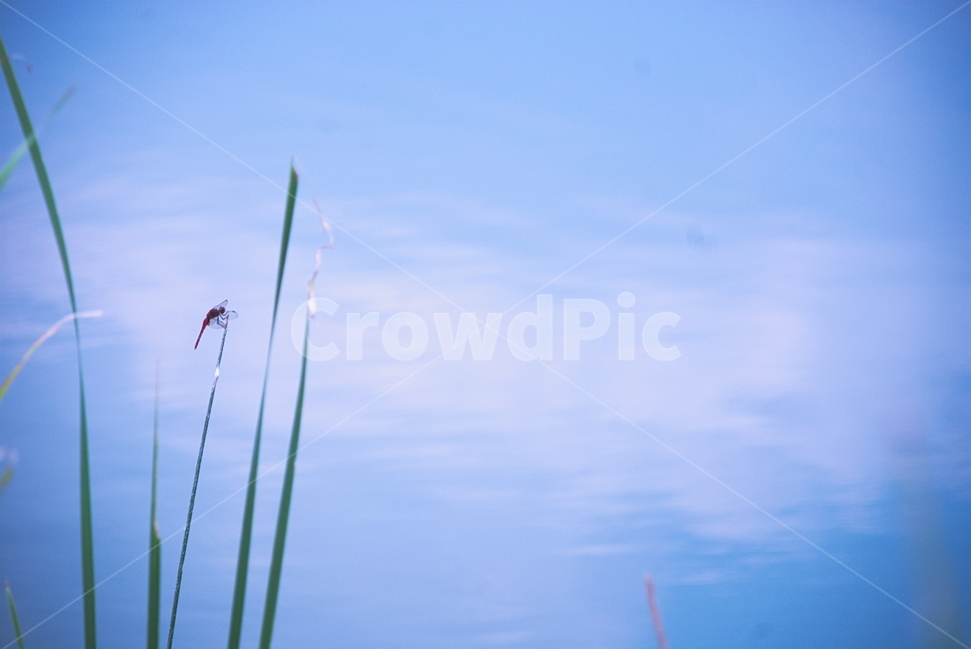 곤충,잠자리,연못,풀,여름,동물,animal,곤충,벌레,insect,bug