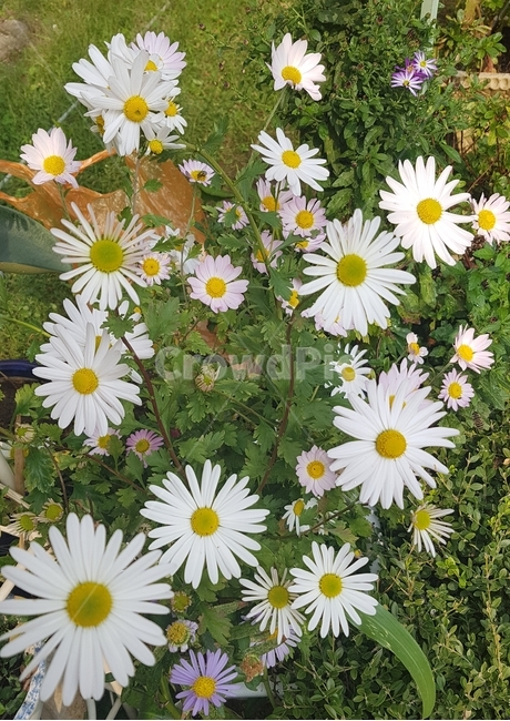 꽃,들꽃,flower,wildflower,꽃잎,petal,floralleaf