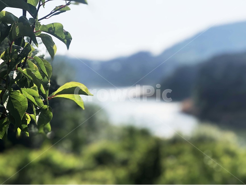 plant,식물,숲,산,나무,댐,초록,풍경,식물,자연,plants,nature