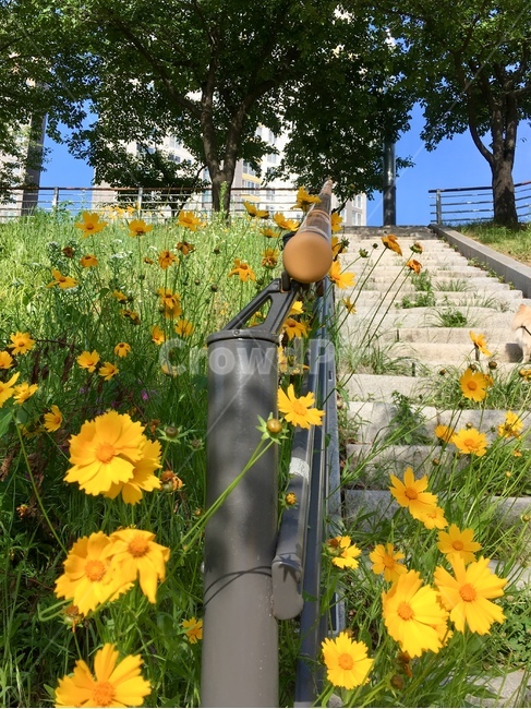꽃,노을,햇살,풍경,경치,식물,자연,plants,nature,꽃,flower