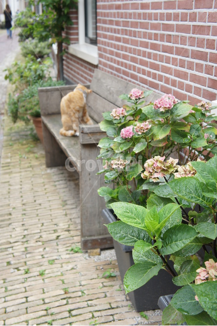 고양이,벤치,한가함,cats,수국,동물,animal,포유류,mammal,고양이,cat,kitten,kitty