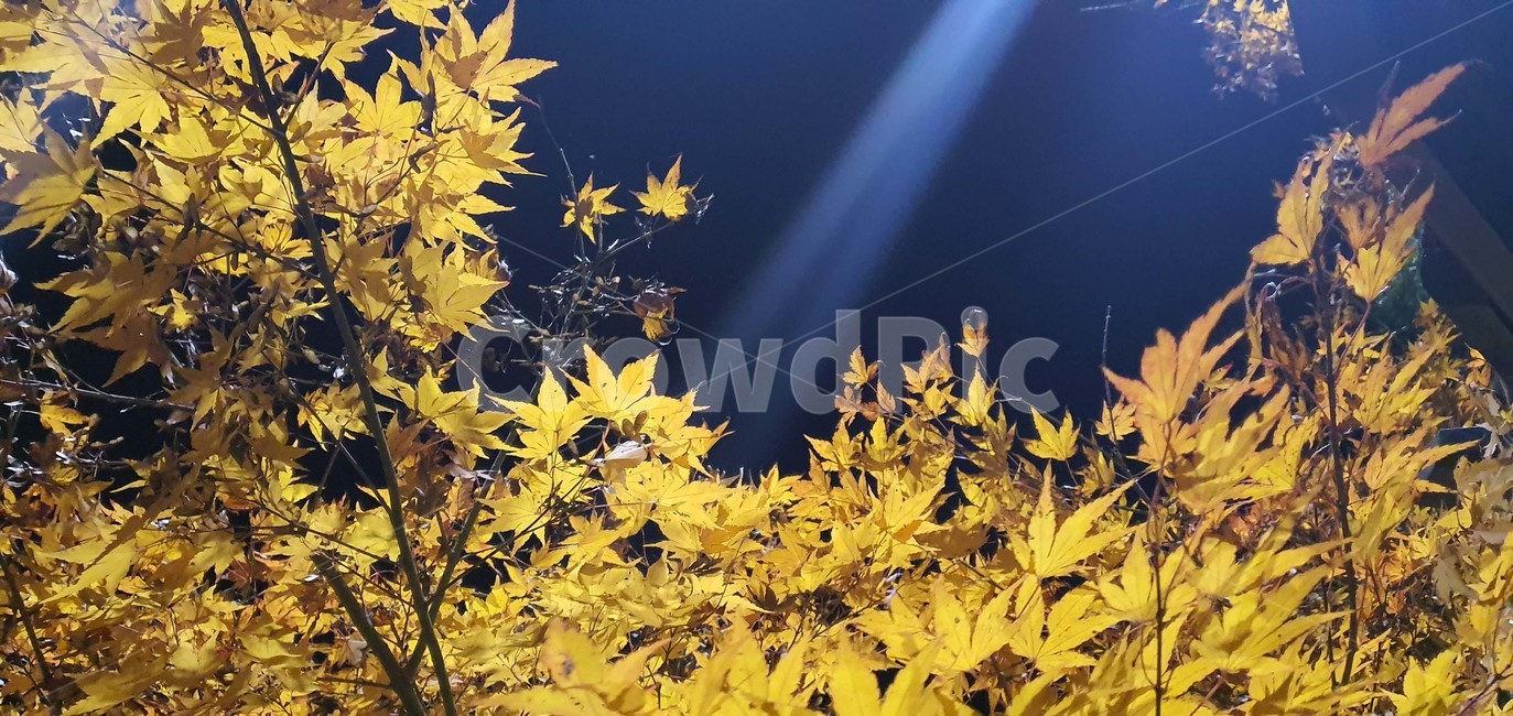 단풍,노랑,낙엽,빛,잎,tree,나무,Koreafallfoliage