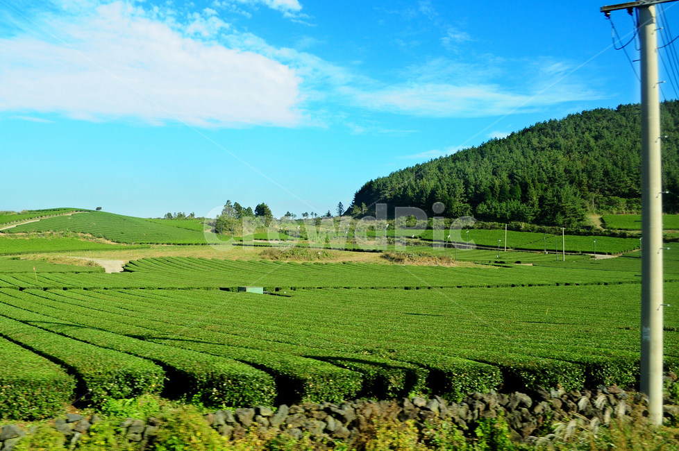 녹차,녹차밭,제주도,나무,풀,자연,시골,시골풍경,풍경,시골,마을,풍경,landscape,country,rural,town