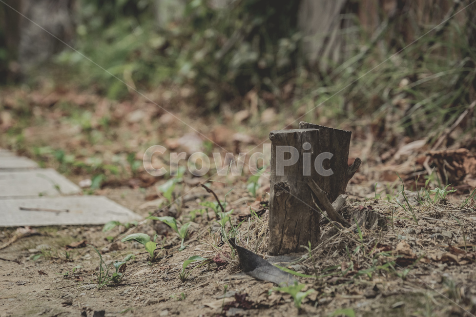 공원,나무,여름,감성,풀,자연,휴식,여유,park,tree,wood,plants,summer,rest,nature,beautiful,자연,풍경,nature,landscape,식물,plants,나무,trees,wood,tree stump,그루터기
