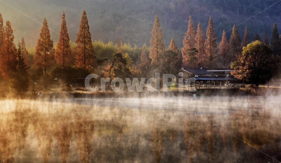 전남,나주,오봉제,오봉저수지,오봉제가을,추색,가을,plant,식물,tree,나무,fir,전나무,abies,아비,nature,자연,경치,경관,풍경,가을,계절,fall,autumn,season,자연,풍경,nature,landscape