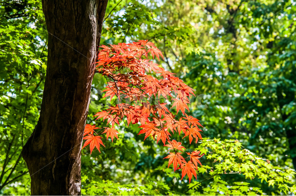 접사,단풍,나무,푸른정원,푸른,봄,나무잎,가을,식물,자연,plants,nature,나무,trees,wood