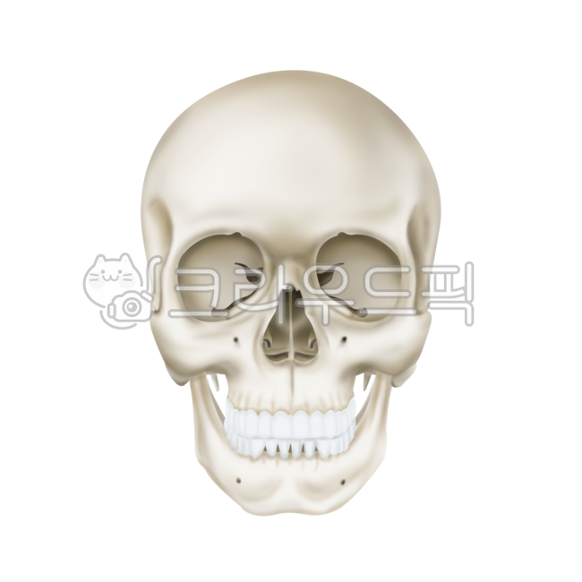 medical,anatomy,Medical illustration,skull