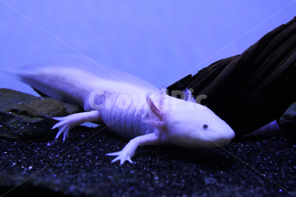 우파루파,해양생물,물고기,animal,axolotl,어류,물고기,fish