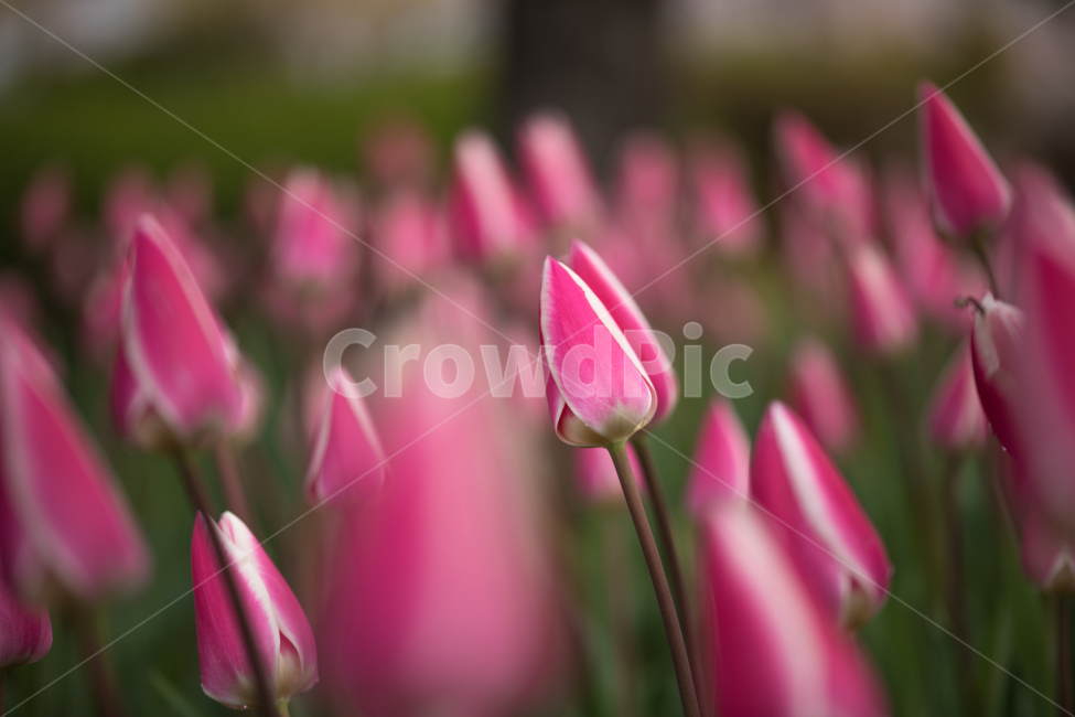 튤립,꽃,봄,봄꽃,식물,야외,실외,도심공원,봄,계절,spring,season,식물,자연,plants,nature,꽃,flower,plant,blossom,tulip
