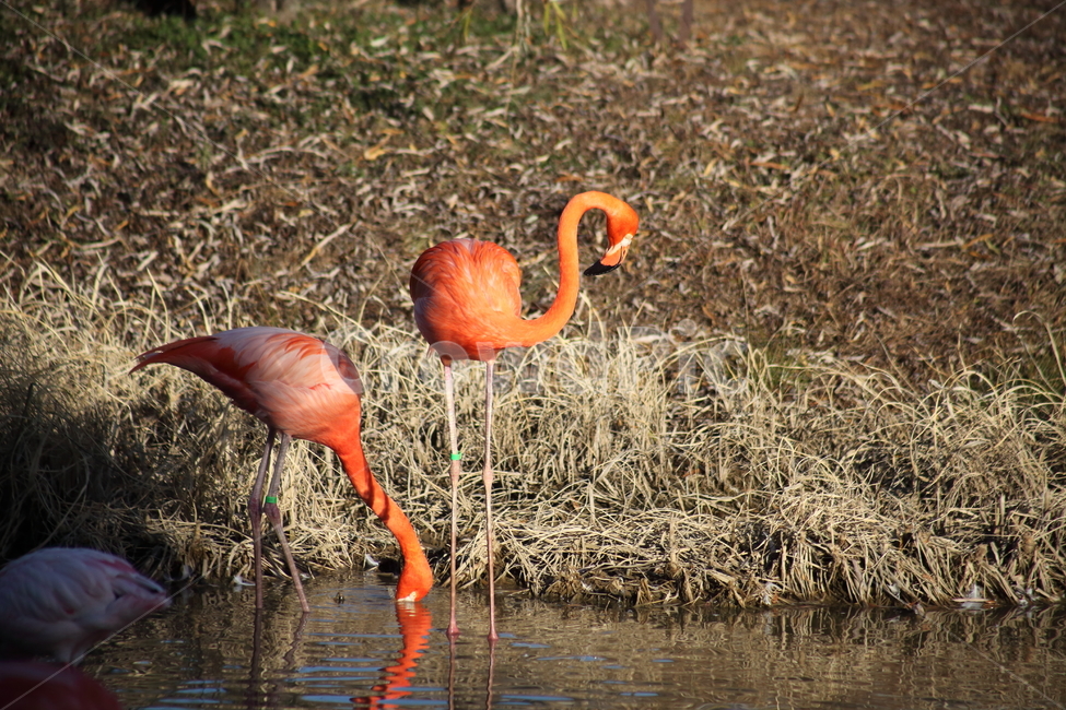 홍학,플라밍고,새,대형조류,flamingo,동물,animal,조류,새,birds