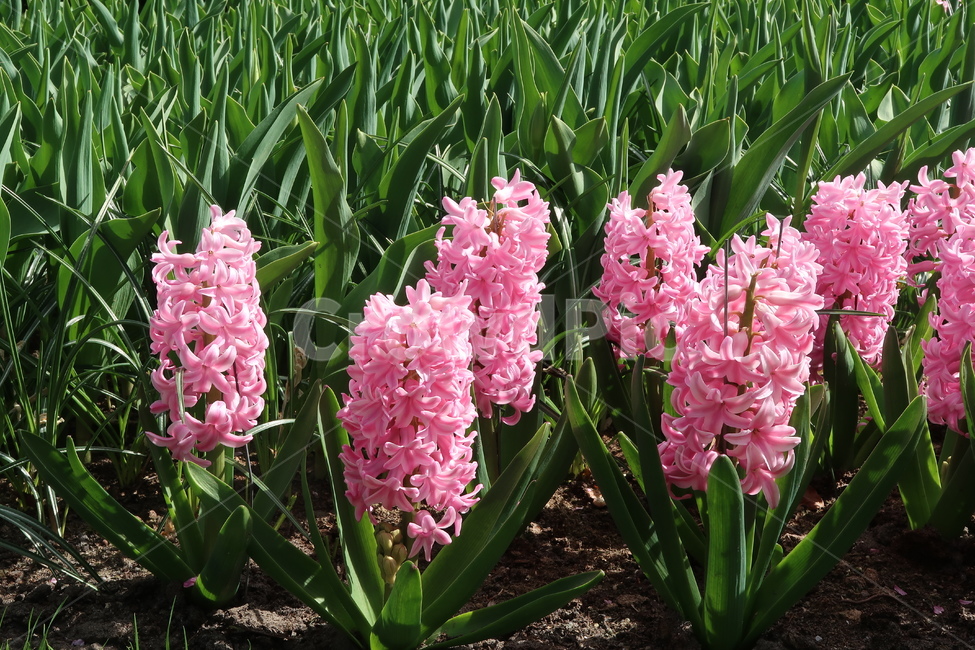 plant,식물,flower,blossom,꽃,히아신스,분홍색꽃,핑크꽃,핑크,pink,red,네덜란드,암스테르담,네덜란드튤립축제
