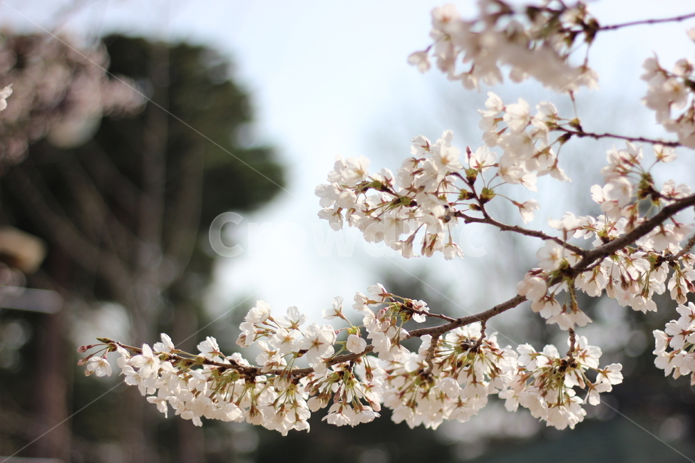 봄,봄꽃,벚꽃,꽃,spring,springtime,cherryblossom,landscape,scenery,flower,picture,풍경,봄,계절,spring,season,식물,자연,plants,nature,꽃,flower,plant,blossom