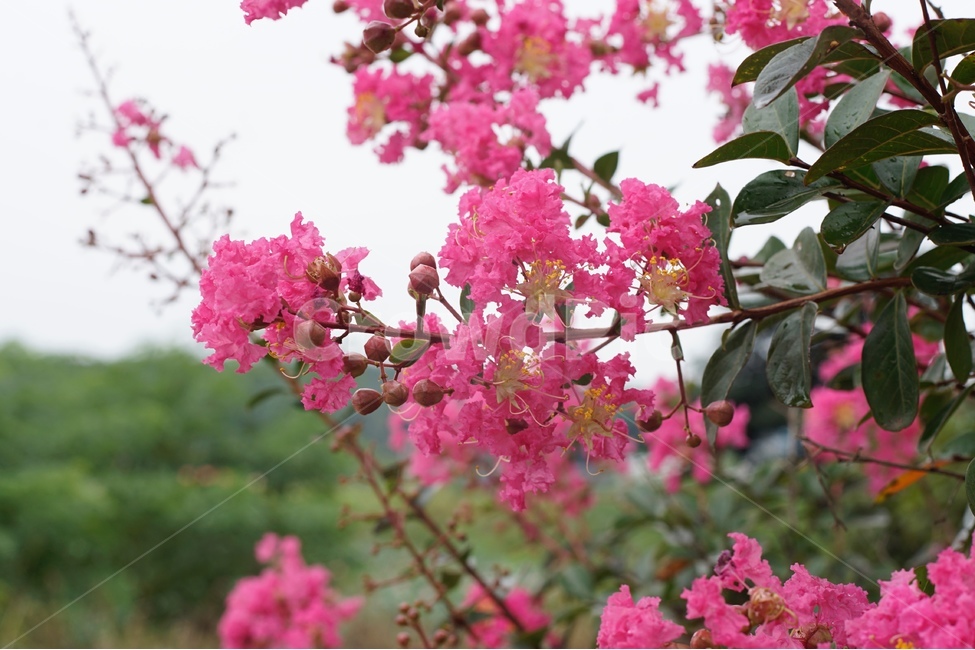 꽃,여름,일상,flower,분홍,초록,emotion,식물,자연,plants,nature,꽃,flower