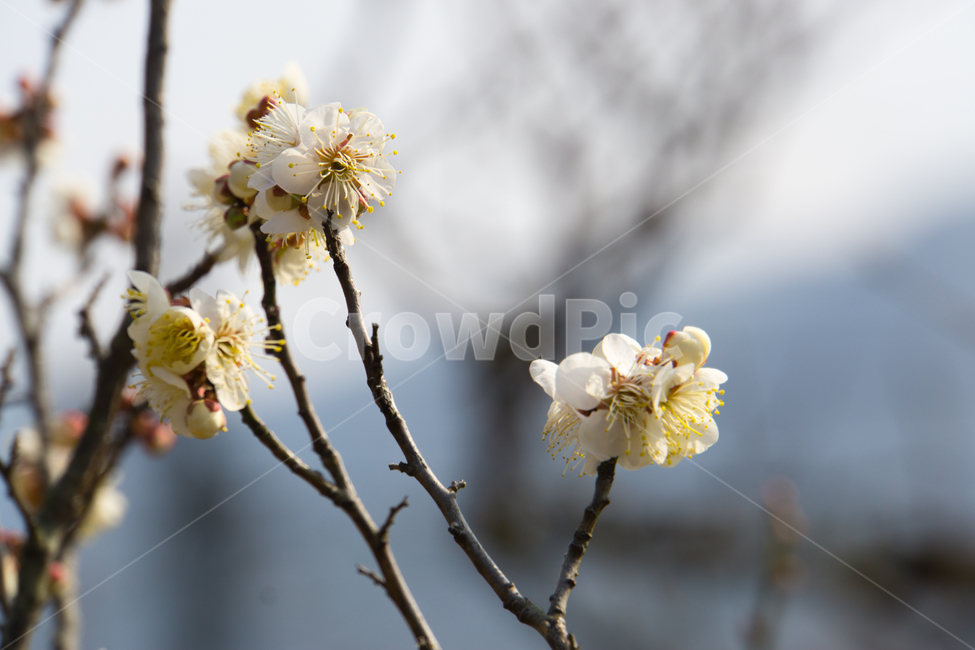 매화,꽃,이른봄,나무,봄,풍경,근접촬영,봄,계절,spring,season,식물,자연,plants,nature,꽃,flower,plant