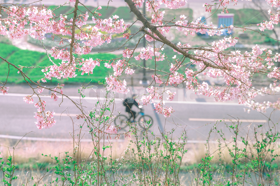 plant,식물,벚꽃,flower,꽃,blossom,감성사진,봄,계절,spring,season,감성,sensible,feeling