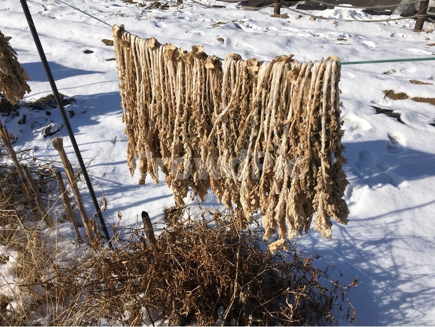 시래기,무청,건조,음식,풍경,겨울,계절,winter,season,음식,식재료,요리,food,cook,meal,dishes,food reserves,채소,야채,vegetables