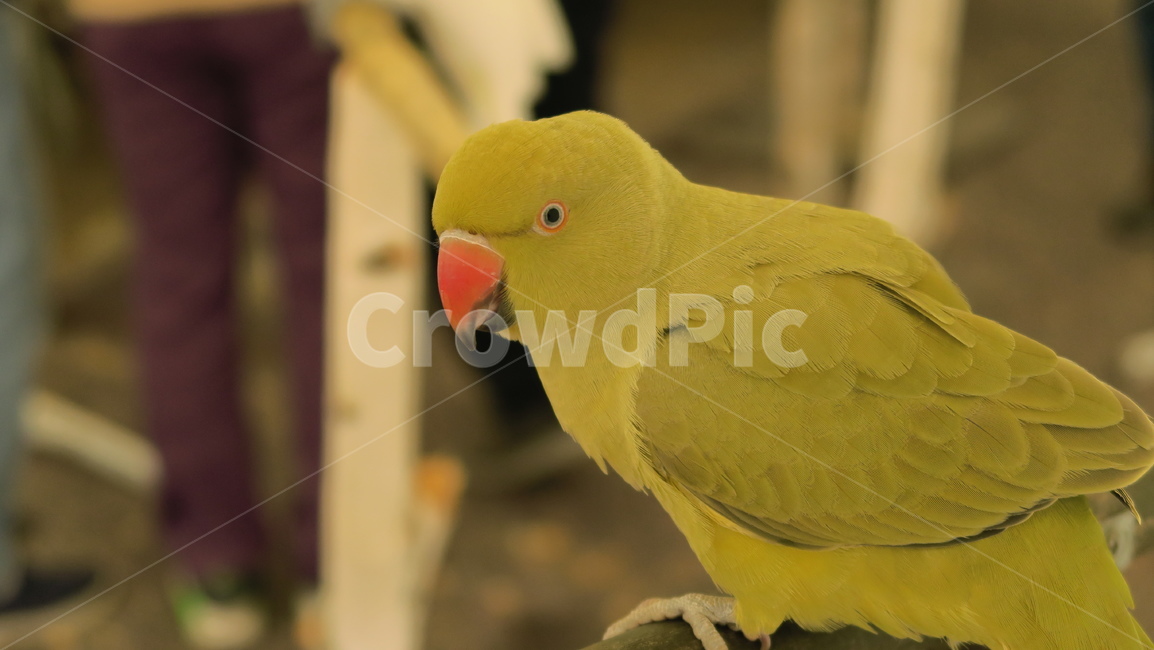 새,birds,앵무새,동물,조류,작은새,애완앵무새,애완조,동물,animal,조류,새,birds