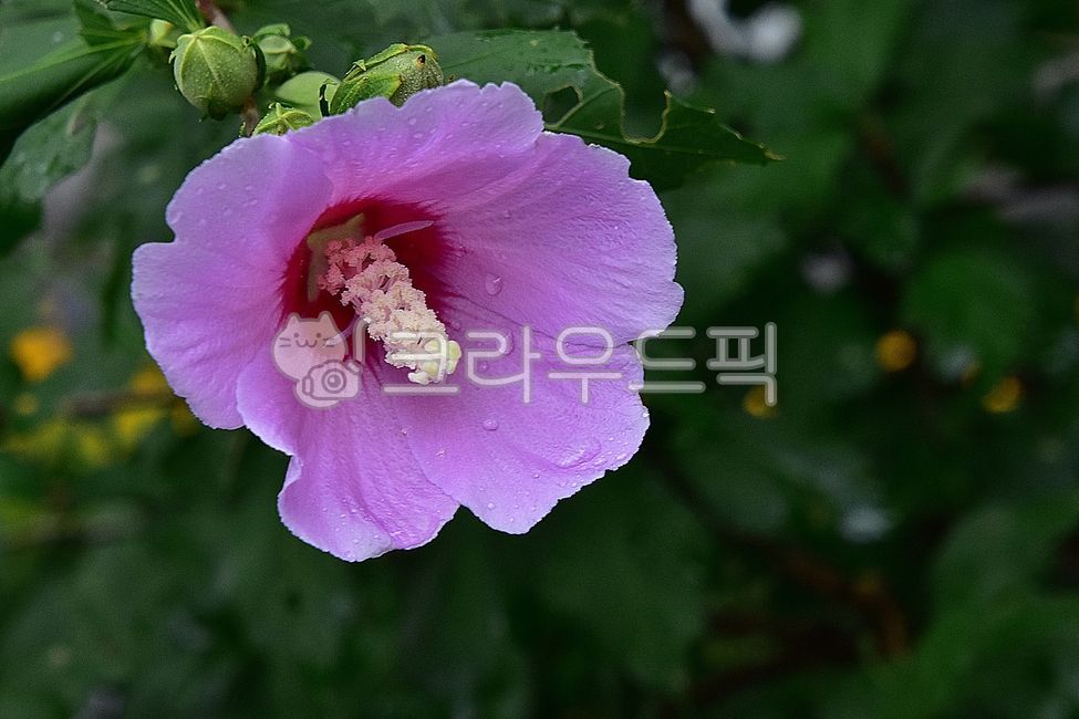 무궁화,꽃,꽃잎,잎,식물,여름