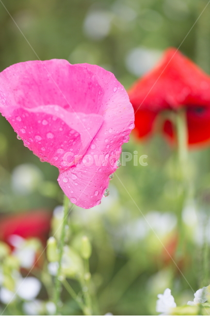 꽃,양귀비,빗방울,봄,붉은꽃,식물,자연,plants,nature,꽃,flower