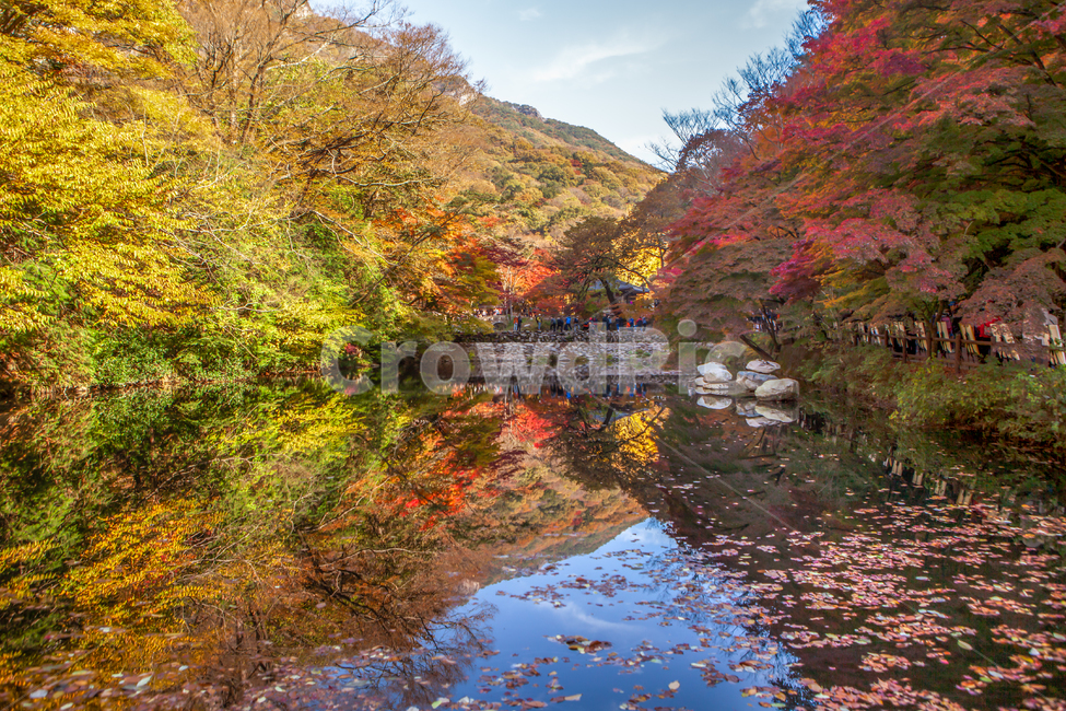 풍경,자연,가을,단풍,가을단풍,계곡,바위,돌,돌다리,valley,징검다리,다리,나뭇잎,낙옆,단풍잎,bridge,단풍객,가을빛,만추,가을색,화려한,불타는,노랑,노란,노랑색,노란색,붉은색,붉은빛,빨강,빨강색,빨간,빨간색,배경,연못,호수,pond,autumn,leaf,식물,나무,plant,tree,maple,water,nature,반영,가을,계절,fall,autumn,season