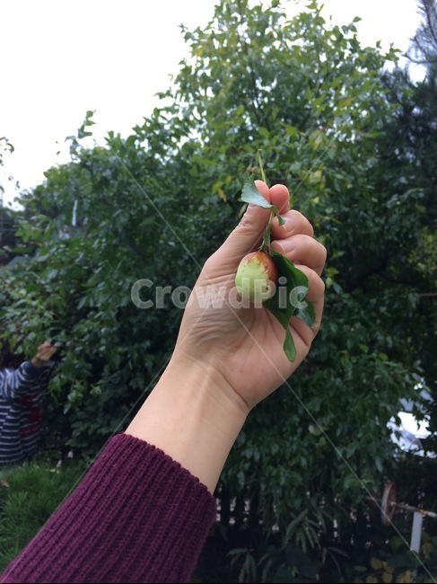 대추나무,손,대추,가을,나뭇잎,초록,집안일,수확,집에서,엄마,취미,텃밭,gardening,hometown,green,hand,jujube,tree,korea