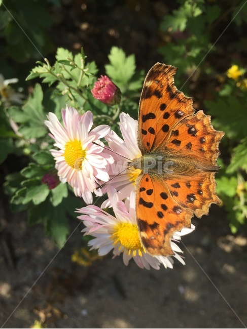 꽃,나비,꽃나비,호랑나비,호접,가을,계절,fall,autumn,season,식물,자연,plants,nature,꽃,flower,동물,animal,곤충,벌레,insect,bug
