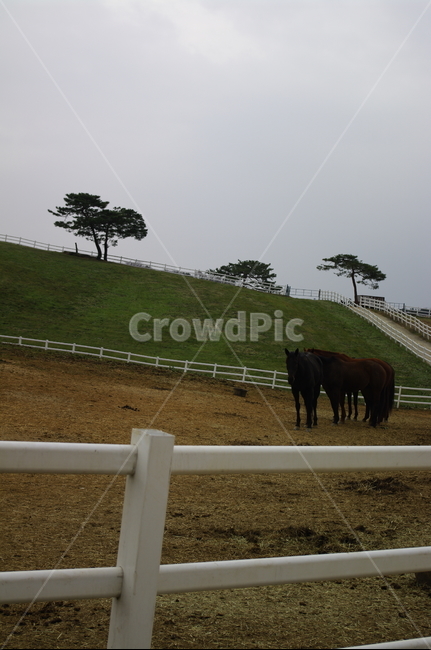 말,목장,울타리,동물,종마,말목장,동물,animal,포유류,mammal,산업,industry,industrial,목축업,목장,livestock farming,ranching,pasture