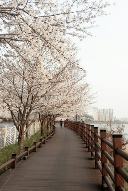 벚꽃,길,풍경,blossom,다리,봄,계절,spring,season