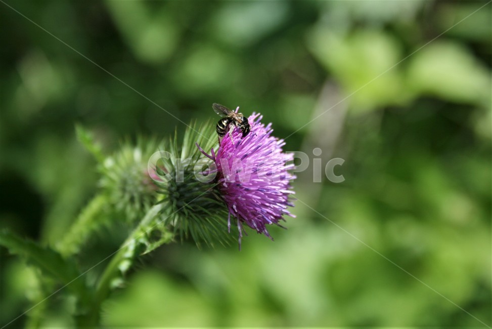 지느러미엉겅퀴,지느러미엉겅퀴꽃,국화과,야생화,식물,꽃,식물,자연,plants,nature,꽃,flower,동물,animal,곤충,벌레,insect,bug