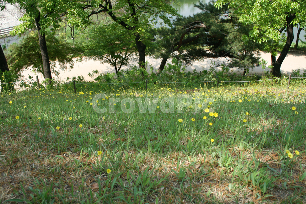 언덕,공원,들꽃,작은꽃,노란꽃,잔디,자연,풍경,nature,landscape,식물,plants,꽃,flower,outdoors,옥외,field,들,grassland,목초지