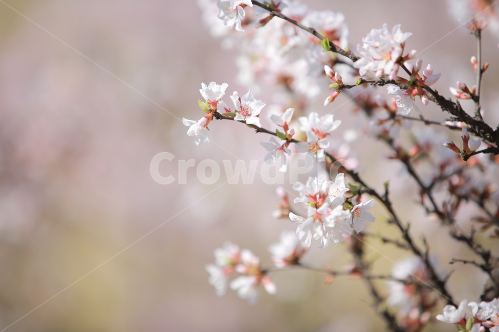 벚꽃,꽃,새싹,봄,벚꽃놀이,하늘,분홍색,분홍색꽃,캐논,5dmark3,봄,계절,spring,season,식물,자연,plants,nature,꽃,flower,plant