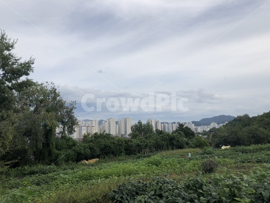 하늘,밭,녹지,전망,구름