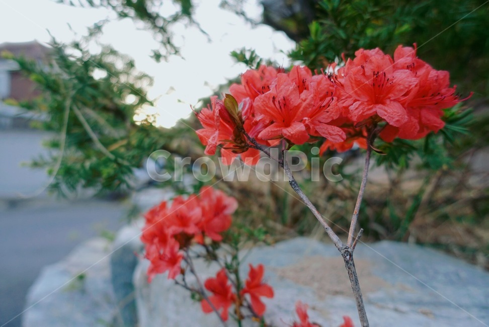 꽃,봄,빨간꽃,spring,flower,식물,자연,plants,nature,꽃,flower