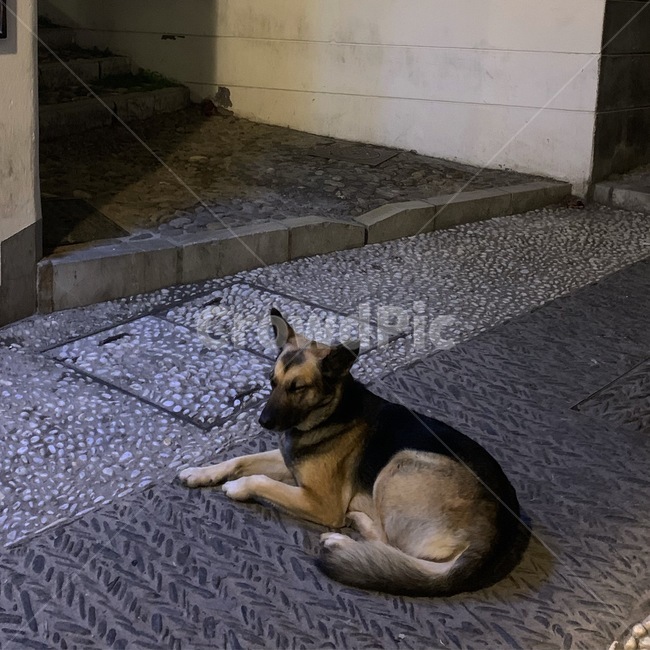 flagstone,판석,flooring,통로,바닥,개,보도,path,강아지,동물,animal,포유류,mammal,개,강아지,dog,doggy