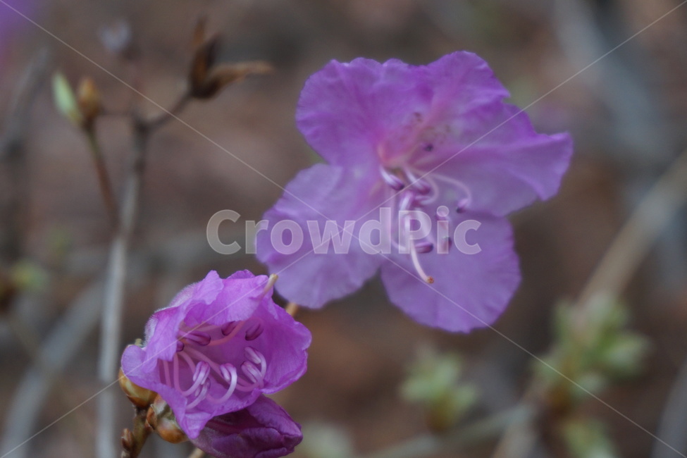 봄,3월,진달래꽃,진달래,분홍색,녹색,꽃잎,꽃술,4월,봄,계절,spring,season,식물,자연,plants,nature,꽃,flower,blossom,geranium,제라늄,plant
