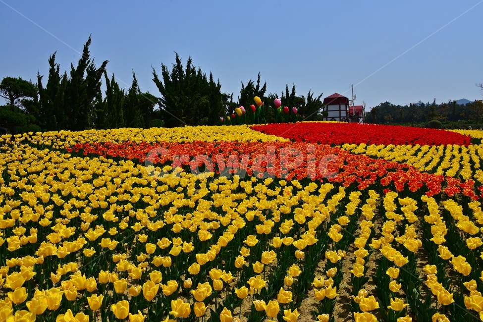 plant,식물,blossom,flower,꽃,신안,임자도,튜울립,튜율립축제,봄,계절,축제,봄축제,노랑꽃,빨강꽃