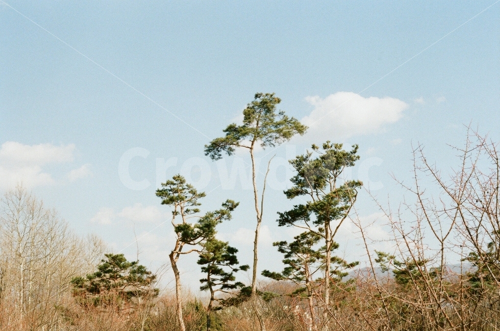 필름사진,아날로그,겨울,소나무,하늘,자연,풍경,nature,landscape,겨울,계절,winter,season,tree,나무,plant,식물,outdoors,옥외,savanna,대초원,field,들,grassland,목초지