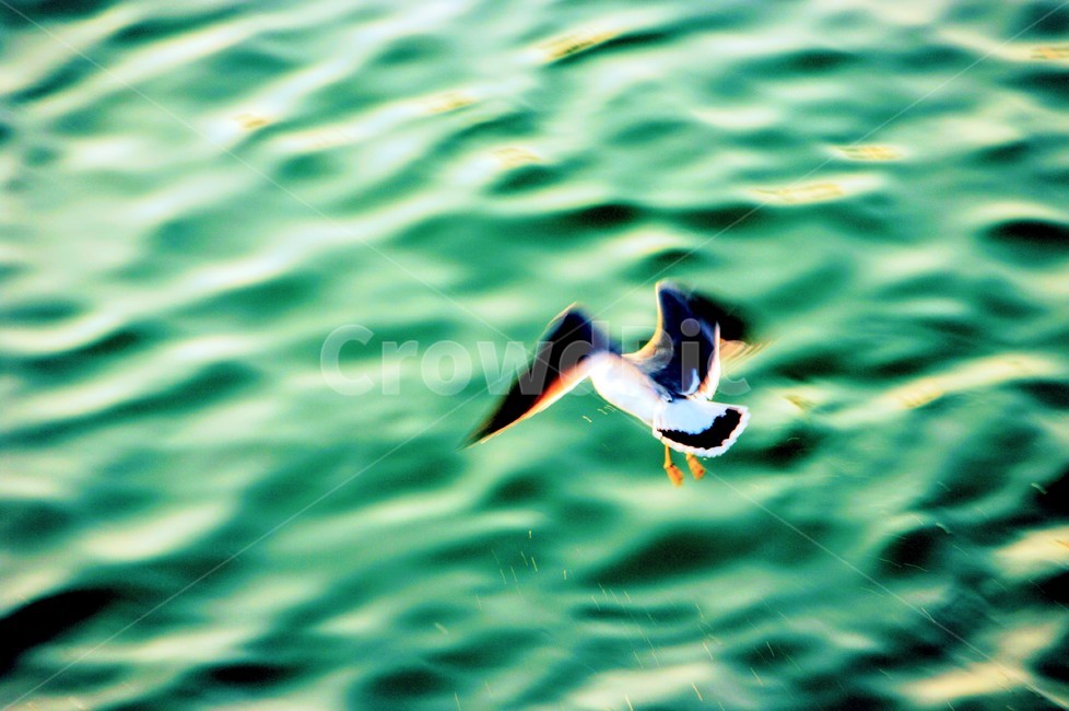 통영,갈매기,바다,바다갈매기,통영정량동,동물,animal,조류,새,birds