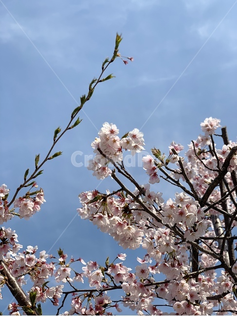 꽃,벚꽃,꽃놀이,하늘,힐링