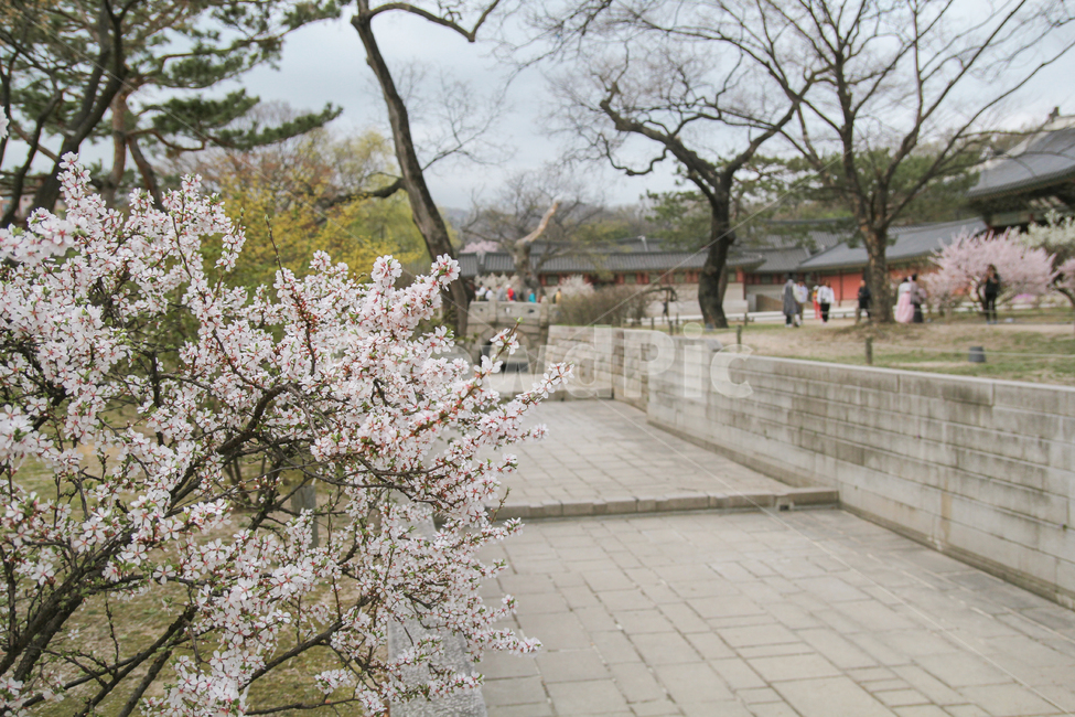 봄,벚꽃,고궁,창덕궁,꽃,감성사진,전통,봄,계절,spring,season,한국전통,한국문화,korean traditional,korean culture,랜드마크,landmark,tourist attraction,한국랜드마크,한국관광지,한국명소,korea landmark,korea tourist attraction,식물,자연,plants,nature,꽃,flower,plant,blossom