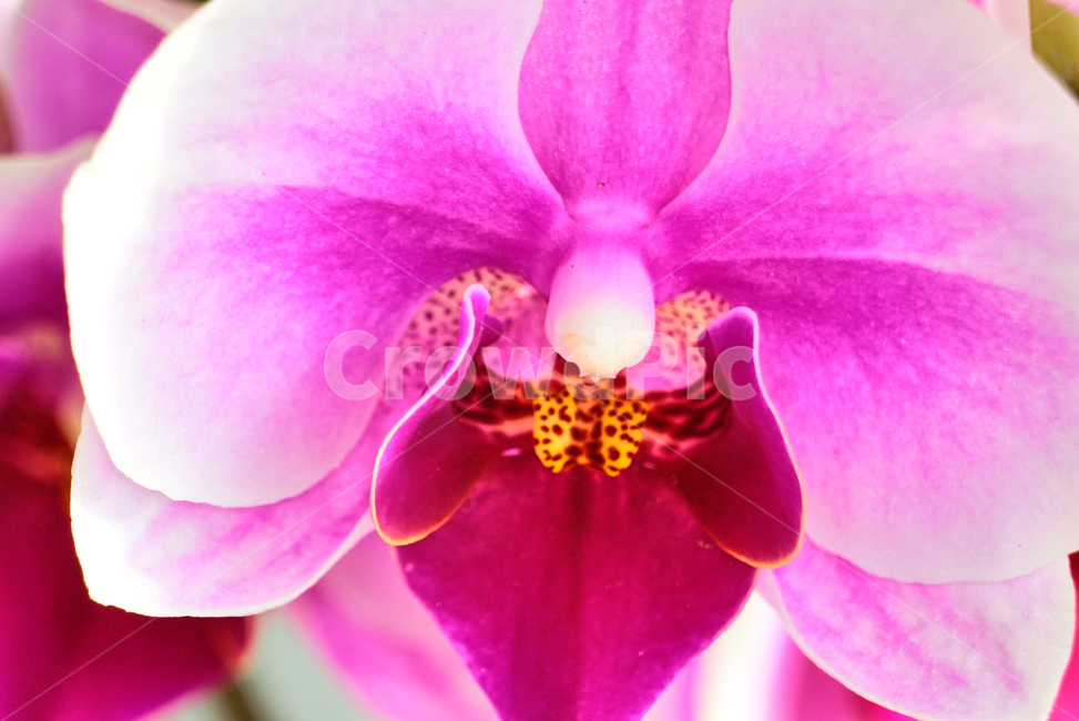 호접란,서양난,꽃,접사,생화,화분,plant,nature,flower,초접사