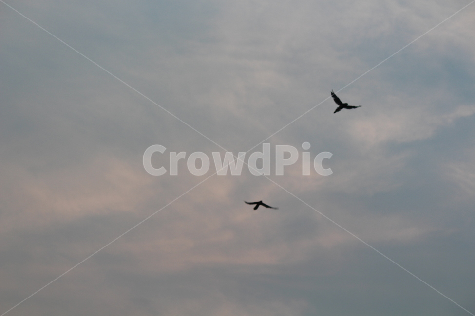 하늘,새,풍경,구름,까마귀,동물,animal,조류,새,birds